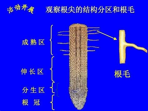 根毛是細胞嗎|根毛是一个细胞组成还是多个细胞